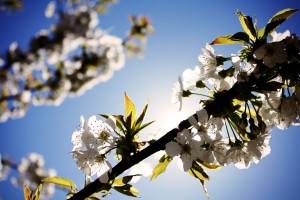blossoms-spring-tree-white